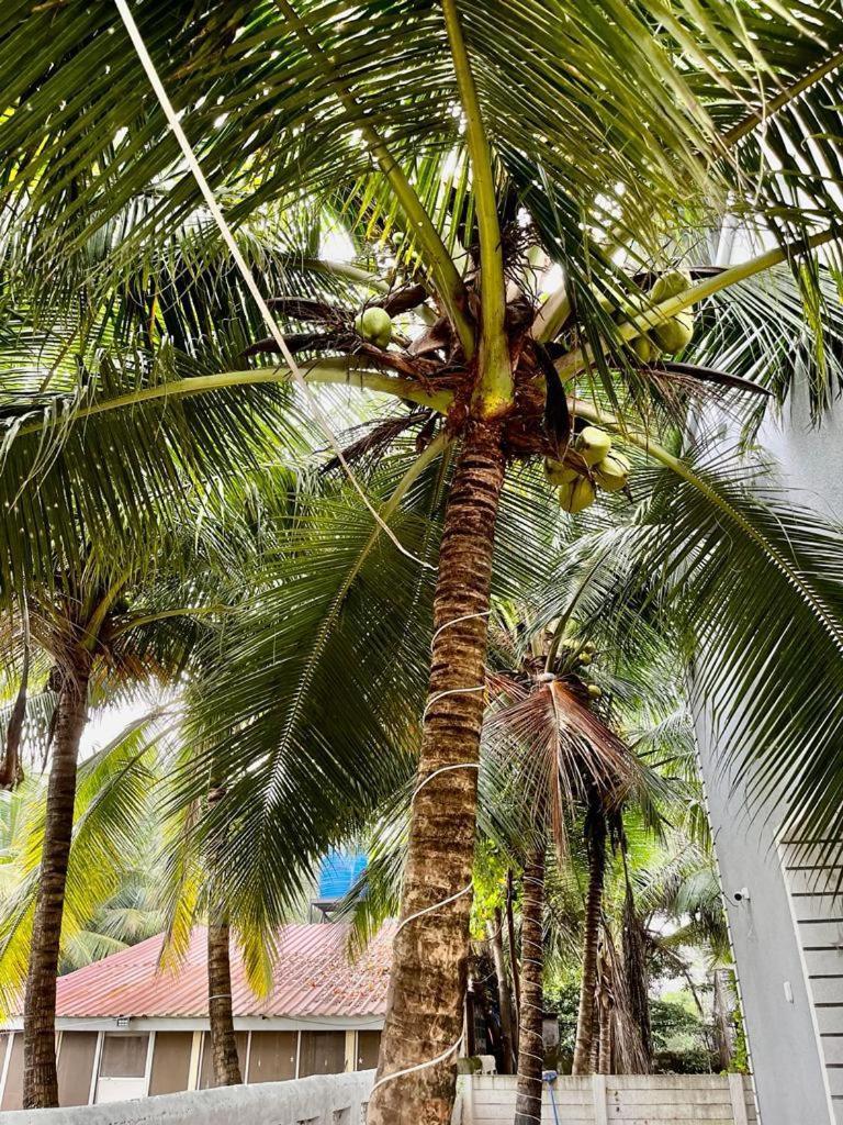 Seanest Hotel Alibag Bagian luar foto