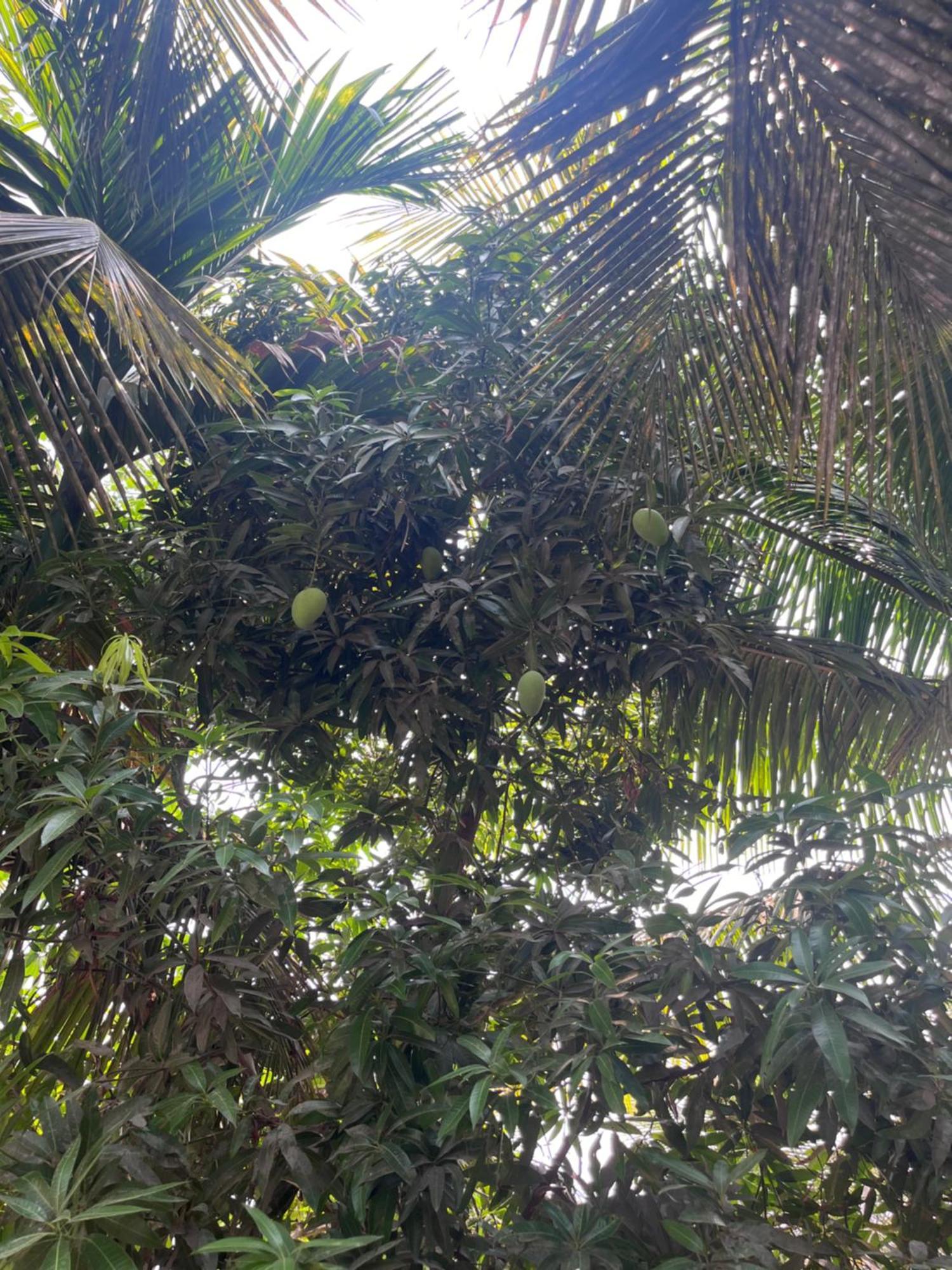 Seanest Hotel Alibag Bagian luar foto